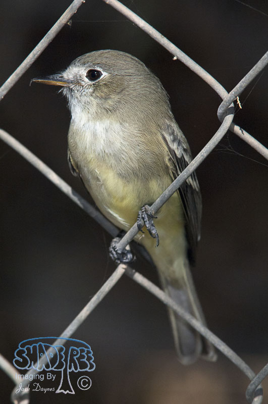 Gray Flycatcher - Empidonax wrightii