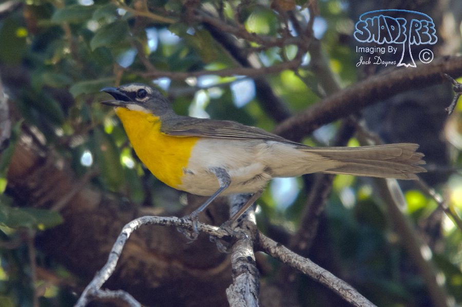 Yellow-Breasted Chat - Icteria virens