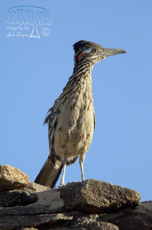 Greater Roadrunner - Geococcyx californianus