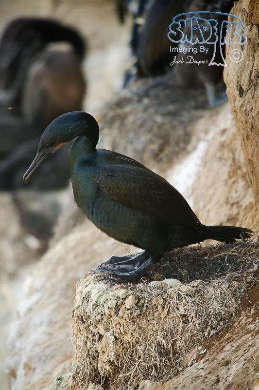 Brandt's Cormorant - Urile penicillatus