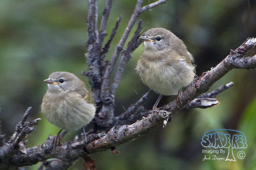 Common Yellow-Throat - Geothlypis trichas