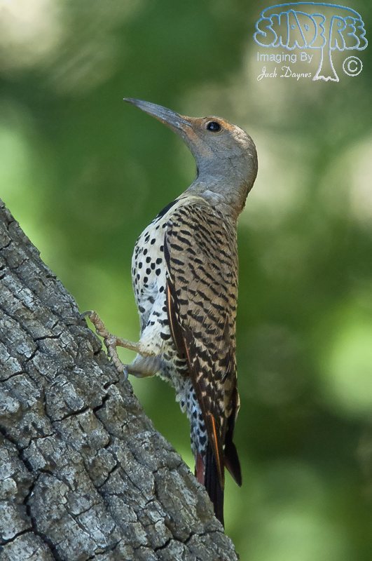 Northern Flicker - Colaptes auratus