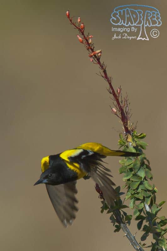 Scott's Oriole - Icterus parisorum