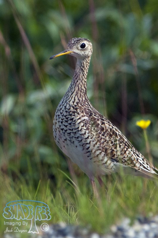 Upland Sandpiper - Bartramia longicauda