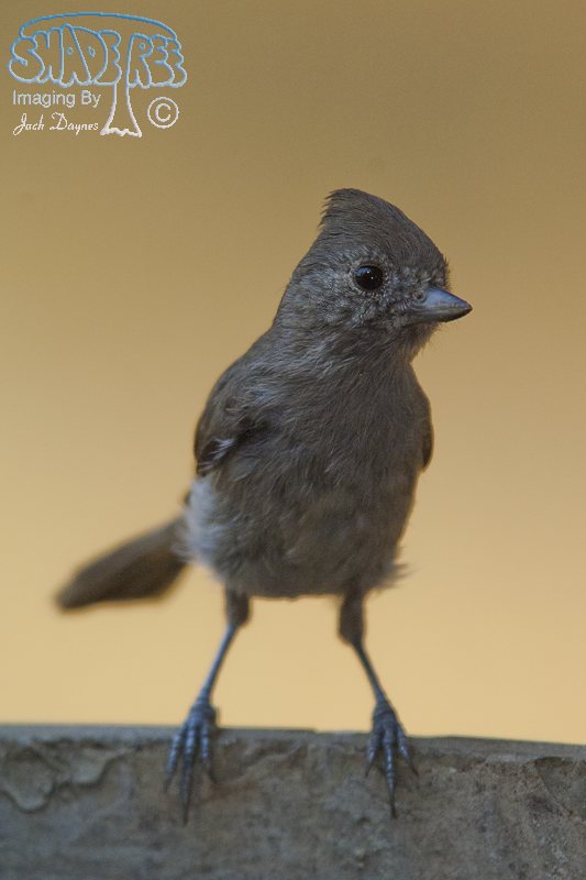 Oak Titmouse - Baeolophus inornatus