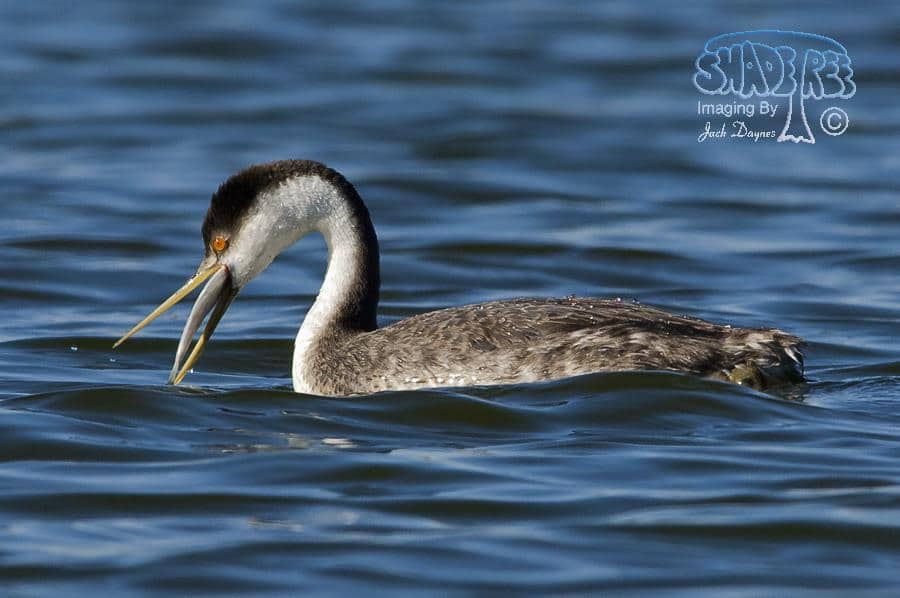 Western Grebe - Aechmophorus occidentalis