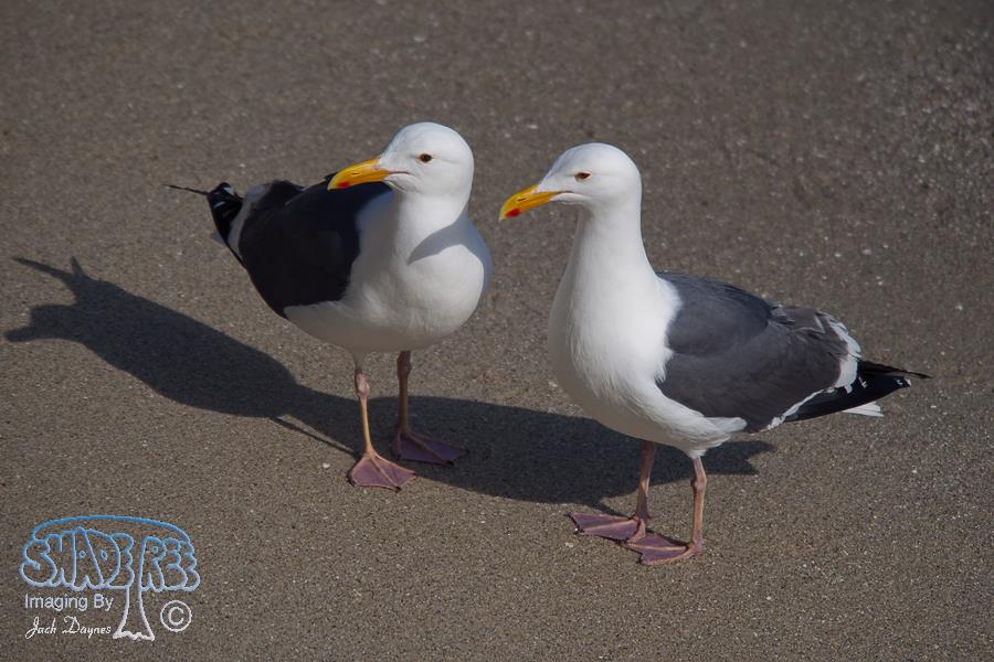 Western Gull - Larus occidentalis