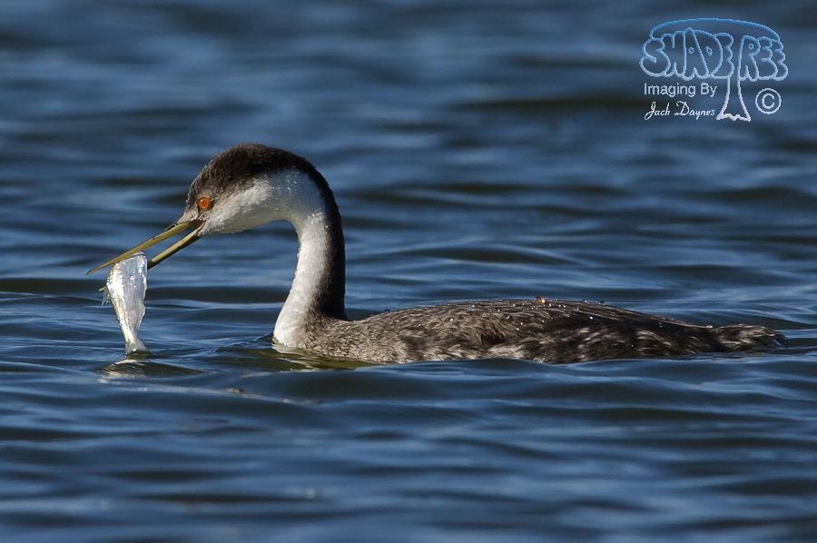 Western Grebe - Aechmophorus occidentalis