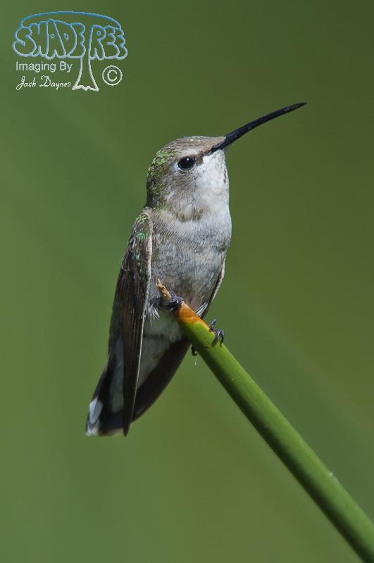 Costa's Hummingbird - Calypte costae