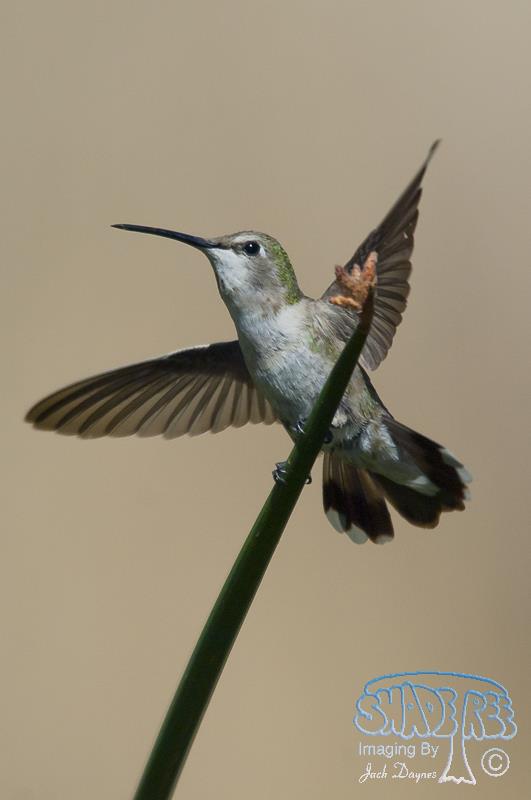 Costa's Hummingbird - Calypte costae