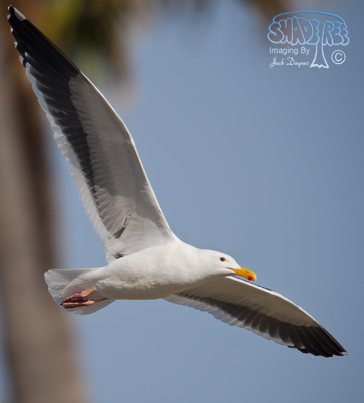 Western Gull - Larus occidentalis