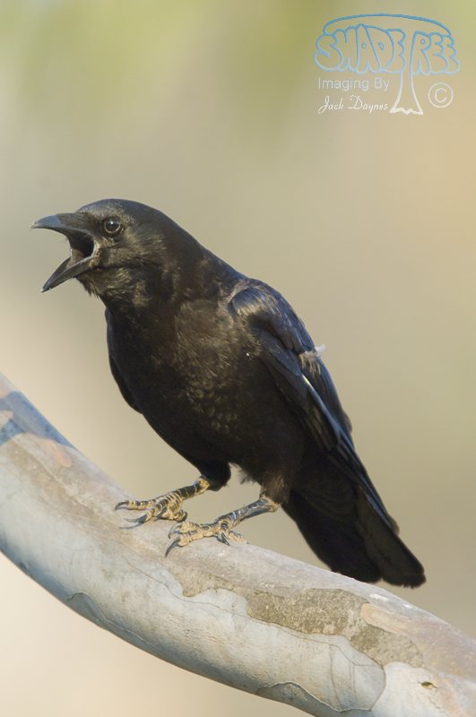 American Crow - Corvus brachyrhynchos