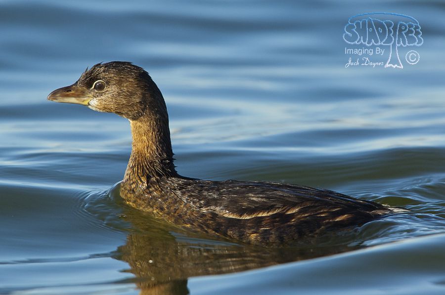 Pied-Billed Grebe - Podilymbus podiceps