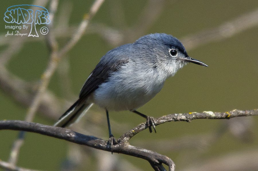 Blue-Gray Gnatcatcher - Polioptila caerulea