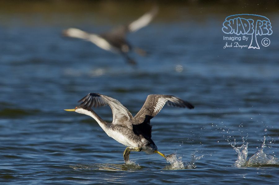 Western Grebe - Aechmophorus occidentalis