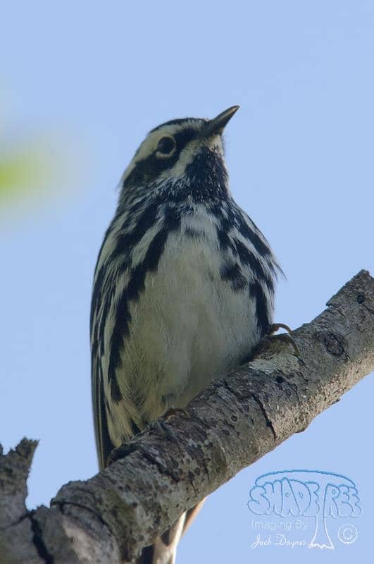 Black-and-White Warbler - Mniotilta varia