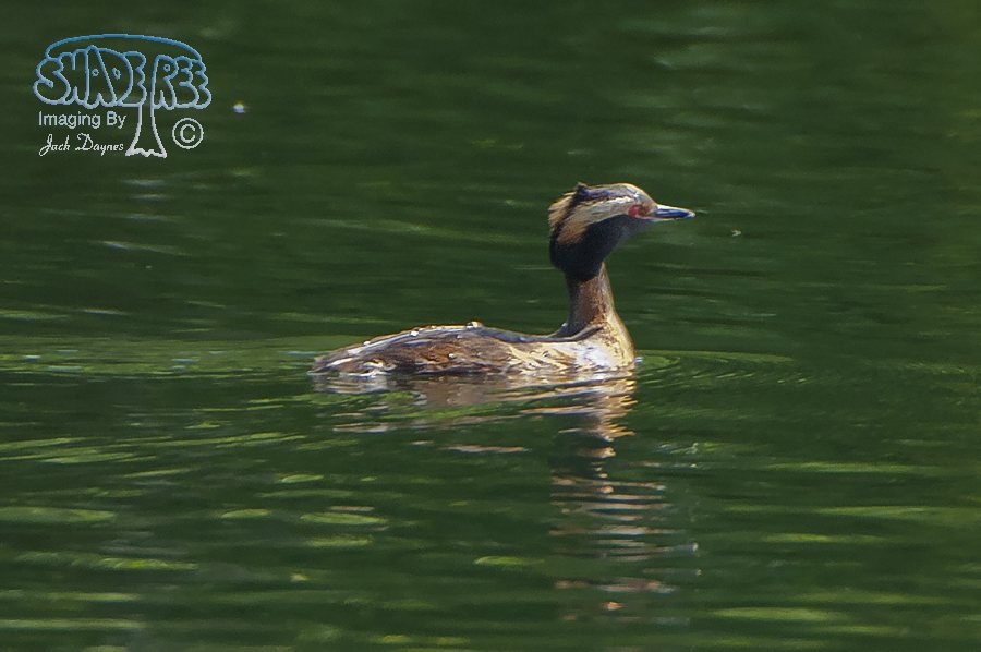 Horned Grebe - Podiceps auritus
