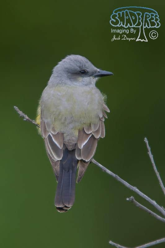 Western Kingbird - Tyrannus verticalis