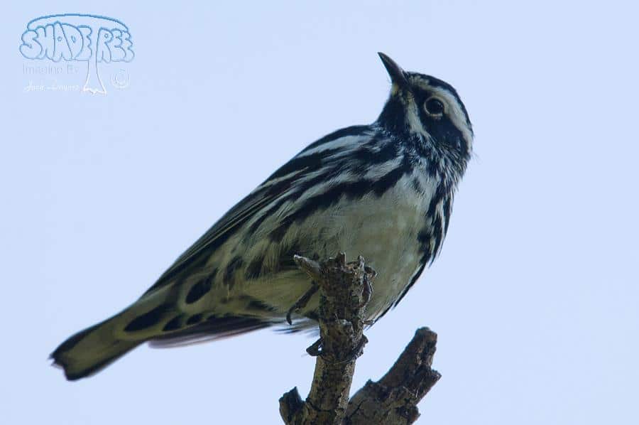 Black-and-White Warbler - Mniotilta varia