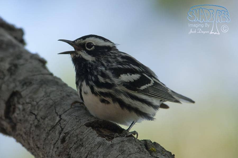 Black-and-White Warbler - Mniotilta varia
