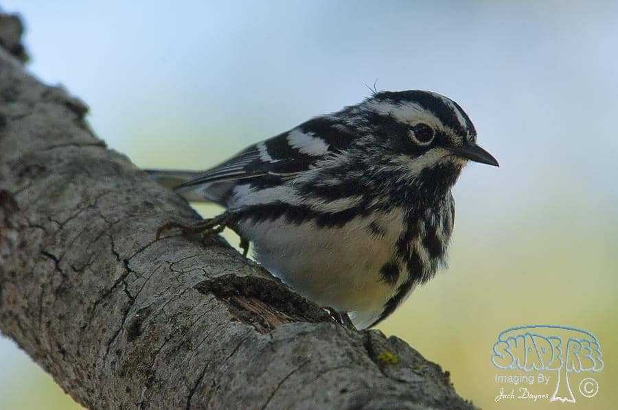 Black-and-White Warbler - Mniotilta varia