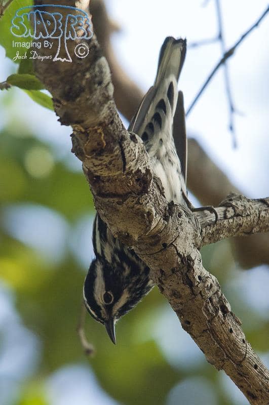 Black-and-White Warbler - Mniotilta varia