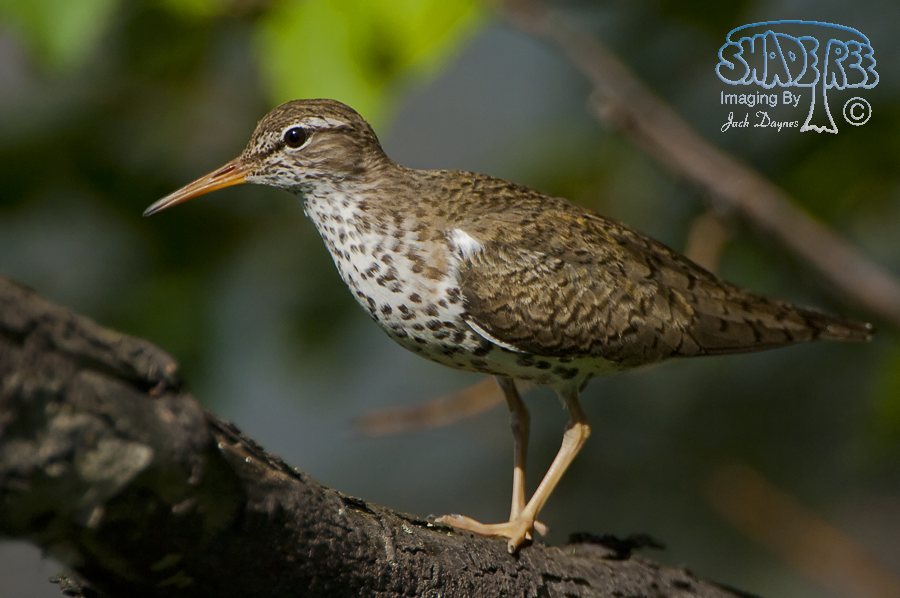 Spotted Sandpiper - Tringa macularia