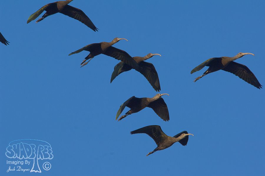 White-Faced Ibis - Plegadis chihi