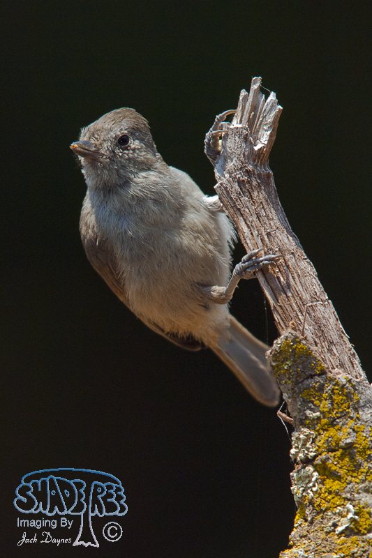 Oak Titmouse - Baeolophus inornatus