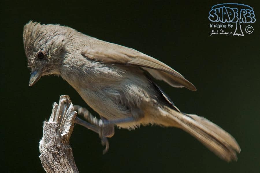Oak Titmouse - Baeolophus inornatus