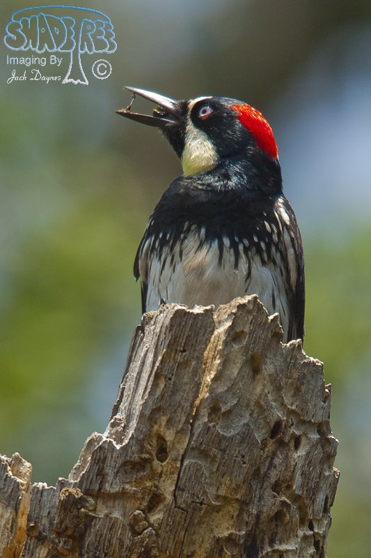 Acorn Woodpecker - Melanerpes formicivorus