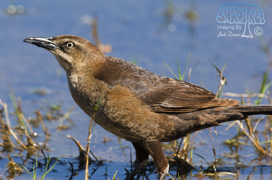 Great-Tailed Grackle - Quiscalus mexicanus