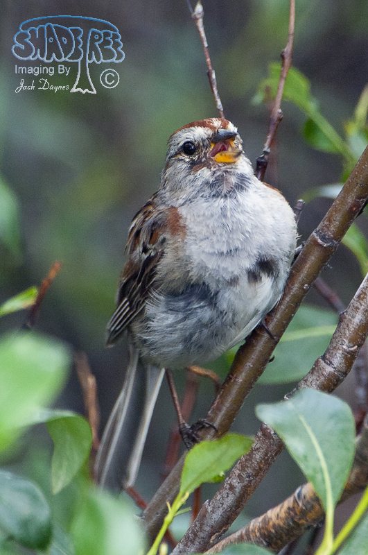 American Tree Sparrow - Spizelloides arborea