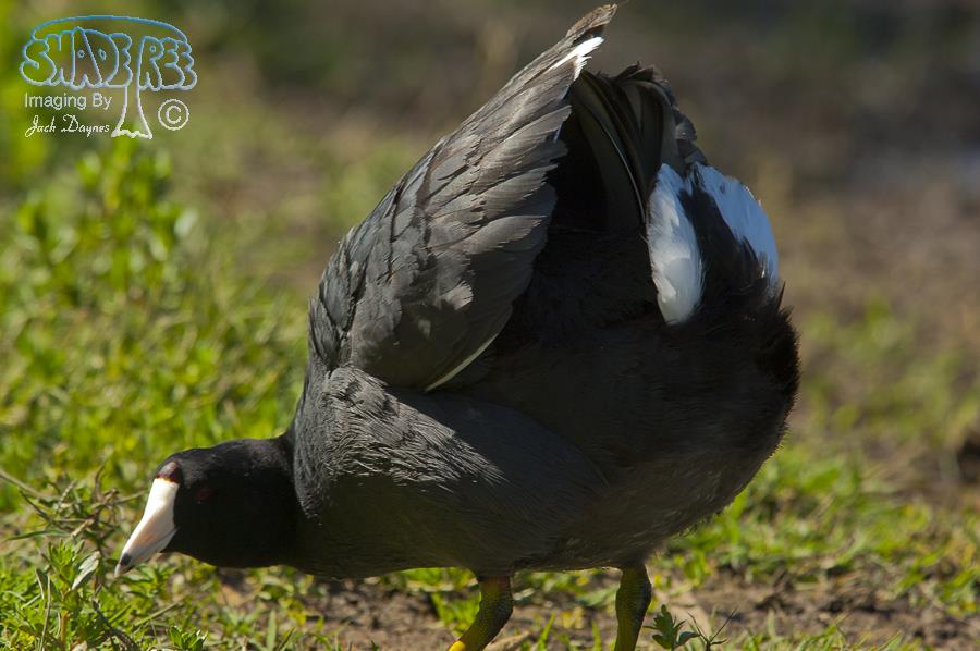 American Coot - Fulica americana