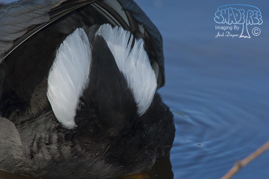 American Coot - Fulica americana