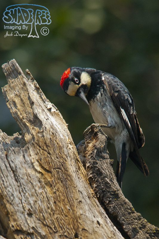 Acorn Woodpecker - Melanerpes formicivorus