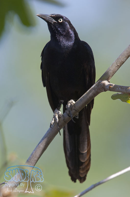 Great-Tailed Grackle - Quiscalus mexicanus