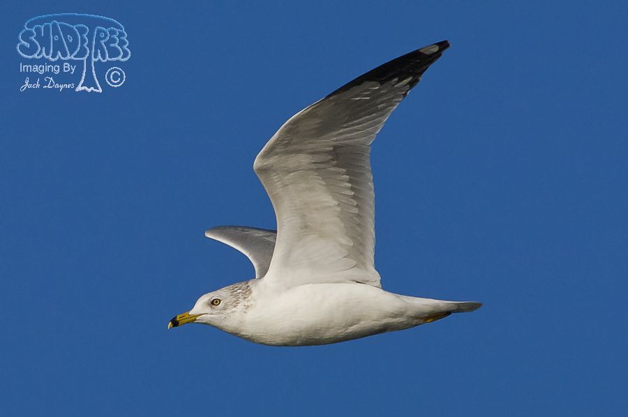 Ring-Billed Gull - Larus delawarensis