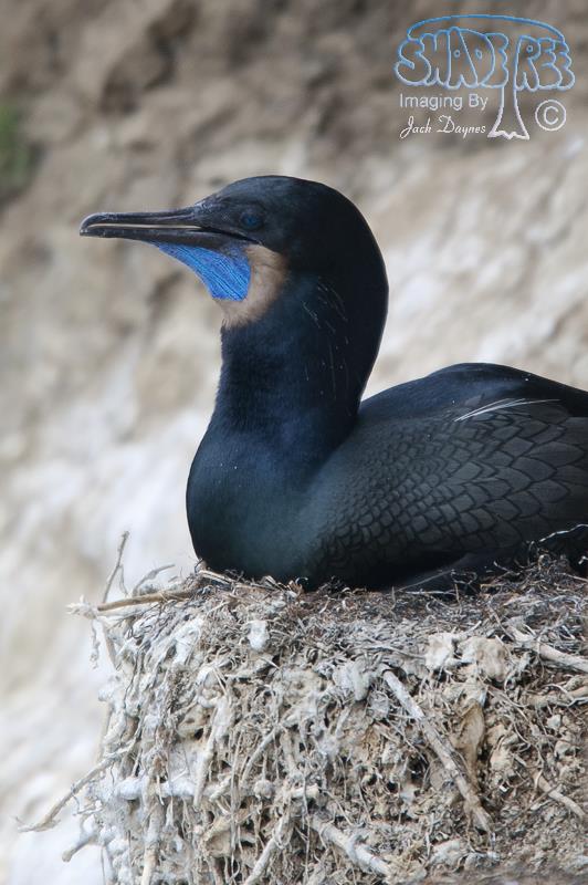 Brandt's Cormorant - Urile penicillatus