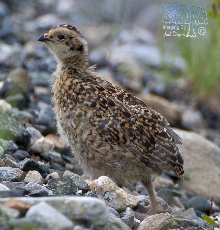 Willow Ptarmigan - Lagopus lagopus