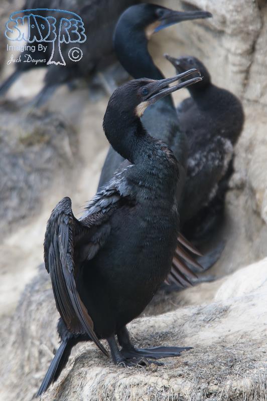 Brandt's Cormorant - Urile penicillatus