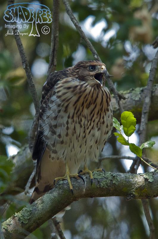 Cooper's Hawk - Accipiter cooperii