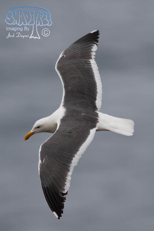 Western Gull - Larus occidentalis