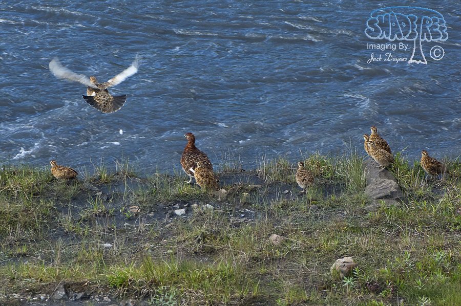 Willow Ptarmigan - Lagopus lagopus