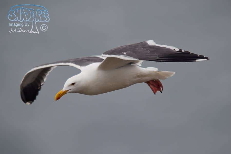 Western Gull - Larus occidentalis