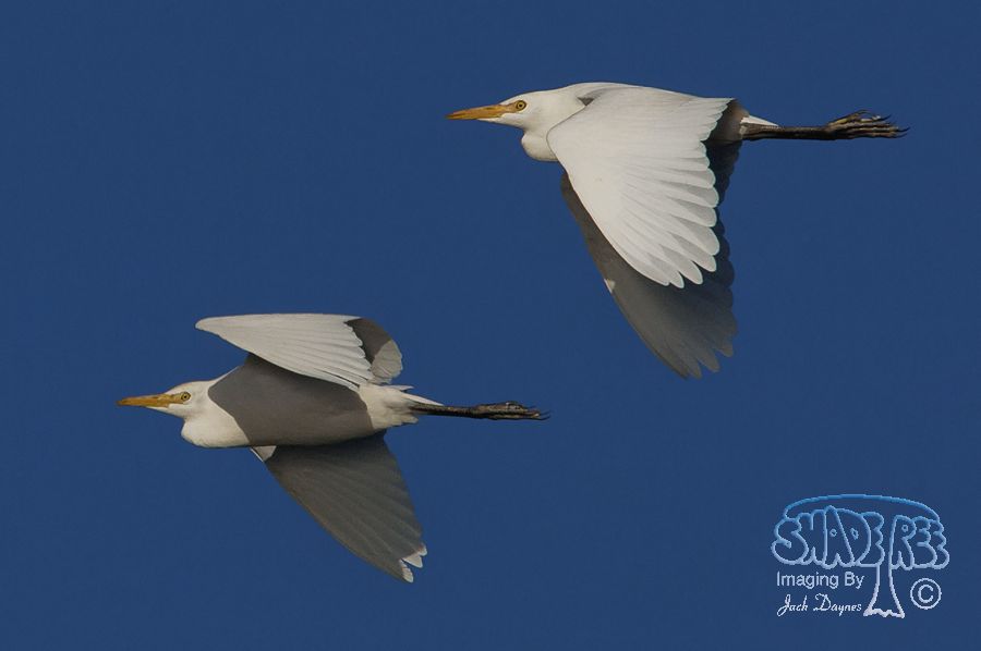 Cattle Egret - Bubulcus ibis
