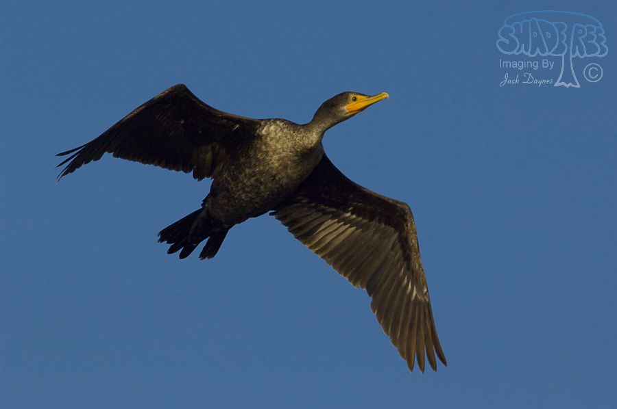 Double-Crested Cormorant - Phalacrocorax auritus
