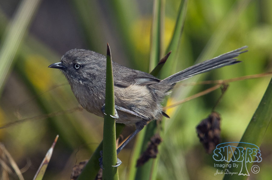Wrentit - Chamaea fasciata