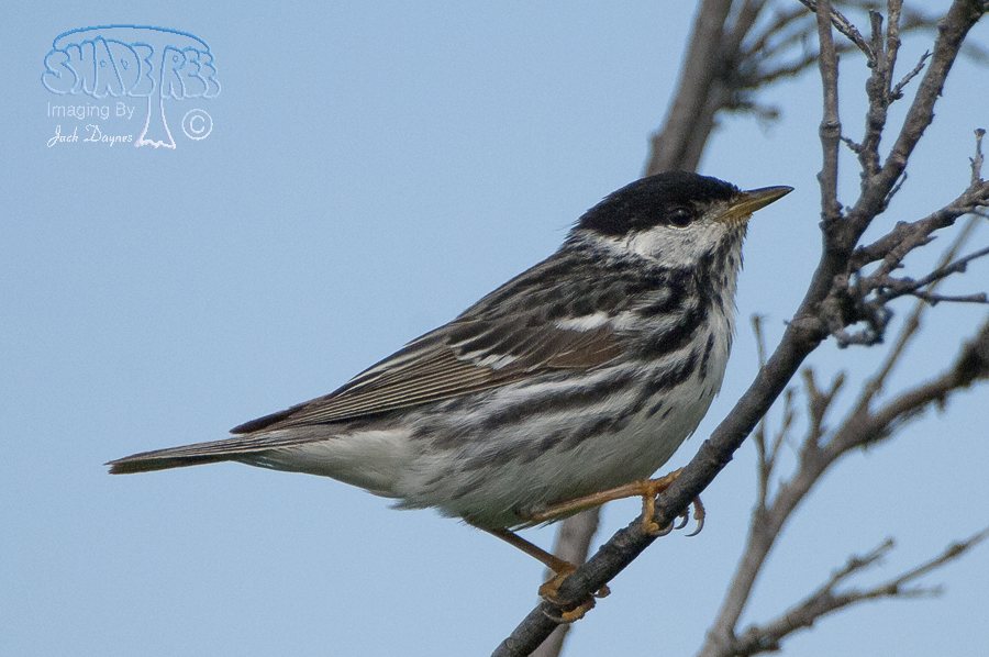 Blackpoll Warbler - Dendroica striata