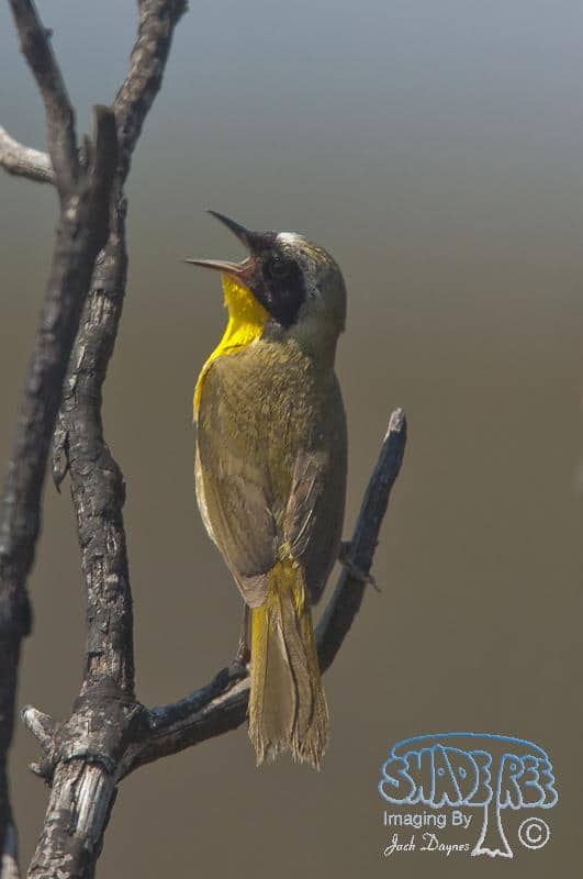 Common Yellowthroat - Geothlypis trichas